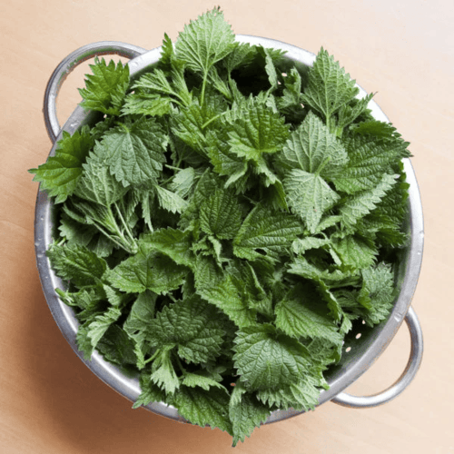 medicinal weeds bowl of nettle