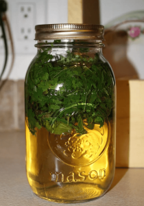 medicinal weeds jar of nettles