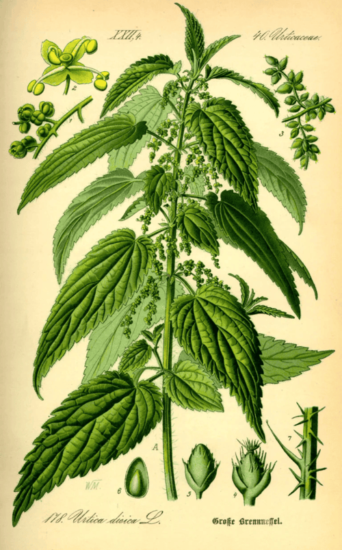 medicinal weeds nettle plant